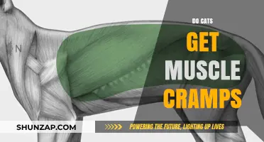 Feline Fitness: Understanding and Preventing Muscle Cramps in Cats