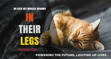 Feline Muscle Spasms: Understanding and Addressing Leg Twitching in Cats