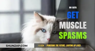 Feline Muscle Spasms: Causes, Symptoms, and Treatments Explained
