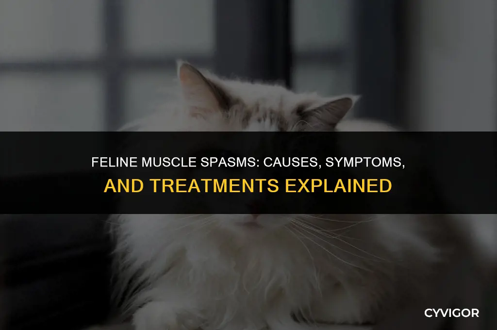 do cats get muscle spasms