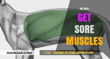 Feline Fitness: Understanding Muscle Soreness in Cats