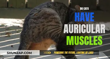Auricular Muscles: What Cats Have That Others Don't