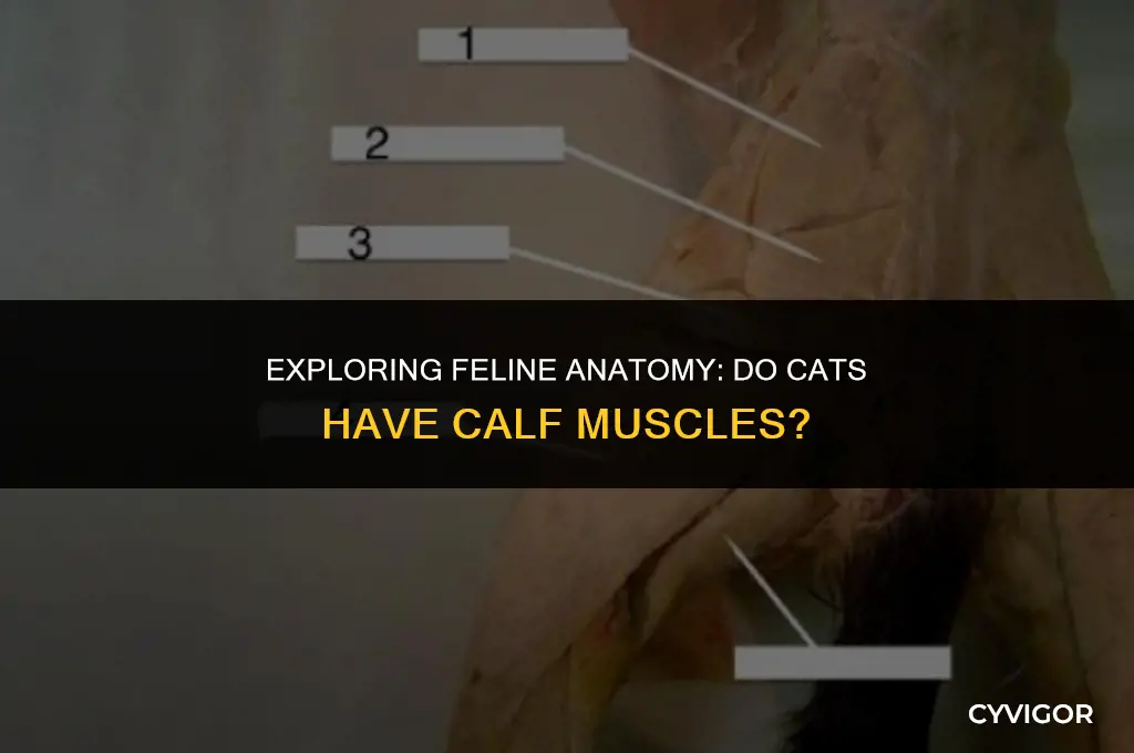 do cats have calf muscles