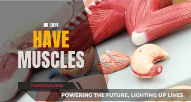 Exploring Feline Musculature: Do Cats Have Muscles?