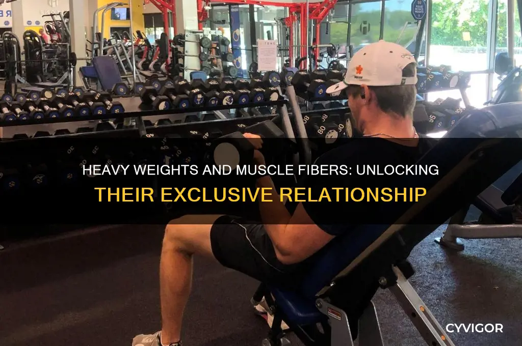 do certain muscle fibers only work under heavy weight