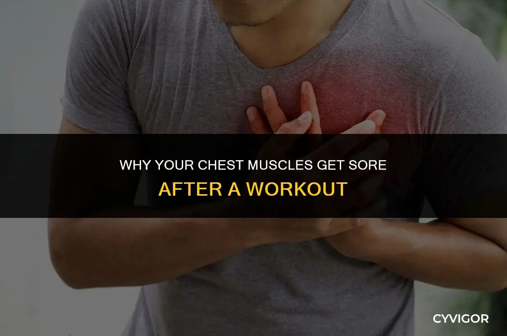 do chest muscles get sore