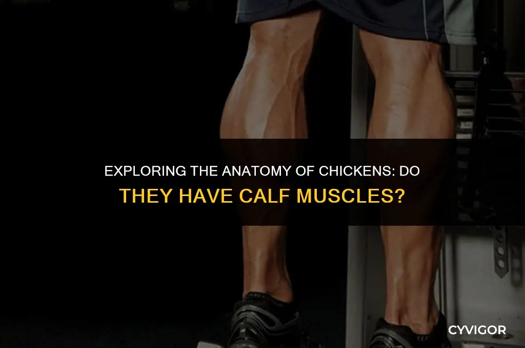 do chickens have calf muscles