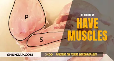 Exploring Muscular System of Chickens: An Insight