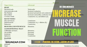 Cholinergics' Impact on Muscle Function: What's the Verdict?