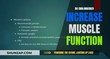 Cholonerics and Muscle Function: The Performance Connection