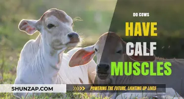 Exploring Bovine Anatomy: The Truth About Calf Muscles in Cows
