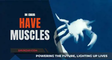 Crabs' Muscular System: Understanding Their Physical Strength
