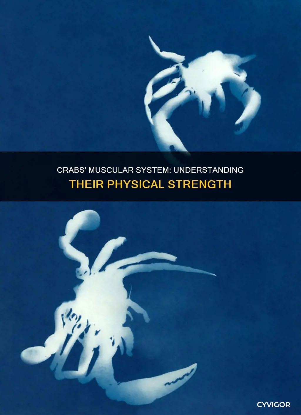 do crabs have muscles