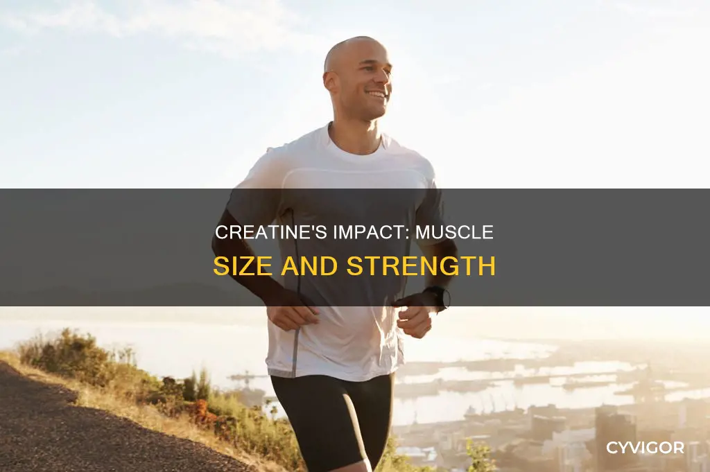 do creatine increase muscle size
