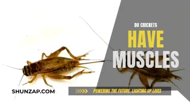 The Muscular System of Crickets: What Powers Their Jump?