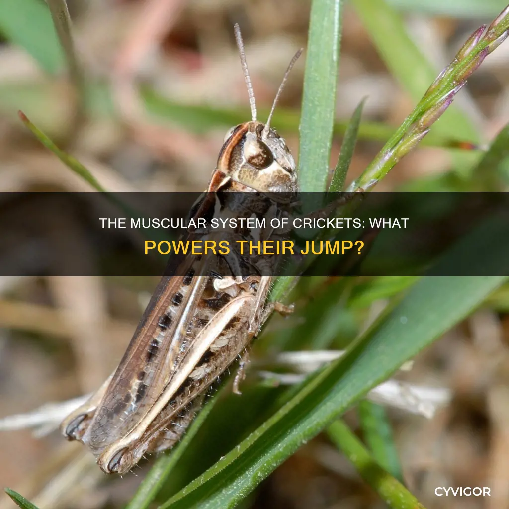 do crickets have muscles