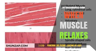 Muscle Relaxation and Crossbridge Formation: Unraveling the Mechanism