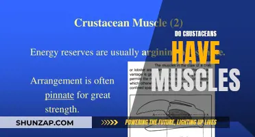 The Muscular System of Crustaceans: What Powers Their Pincers?