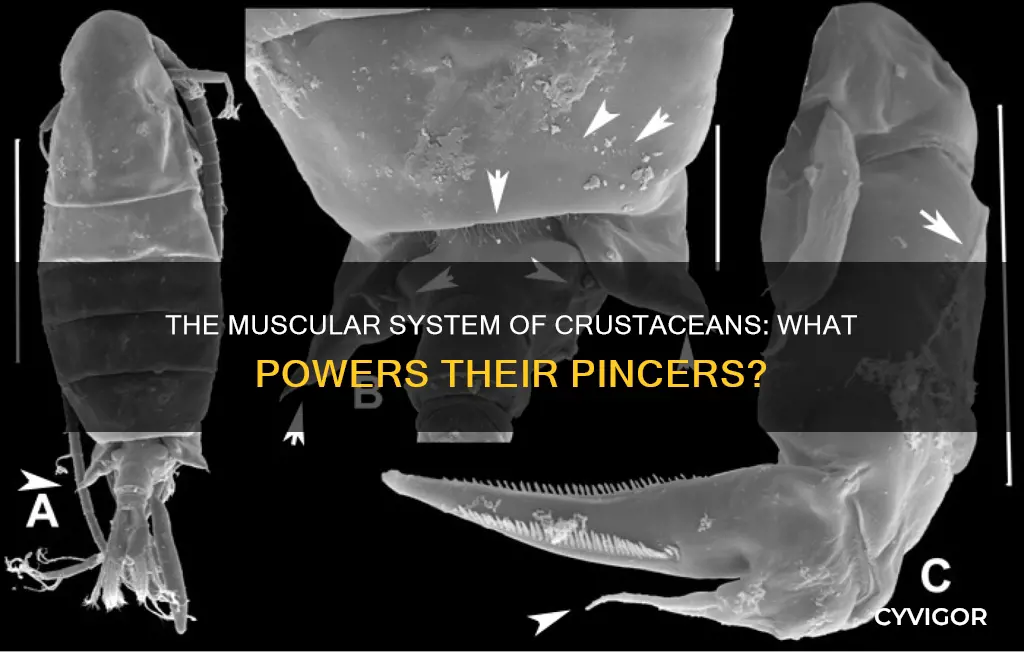 do crustaceans have muscles