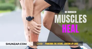 Damaged Muscles: Can They Heal and How?