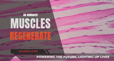 Damaged Muscle Fibers: Can They Regenerate?