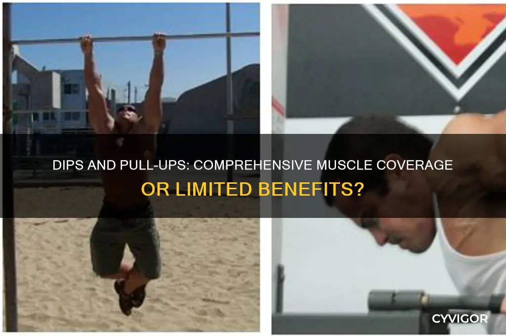 do dips and pull ups cover most muscles