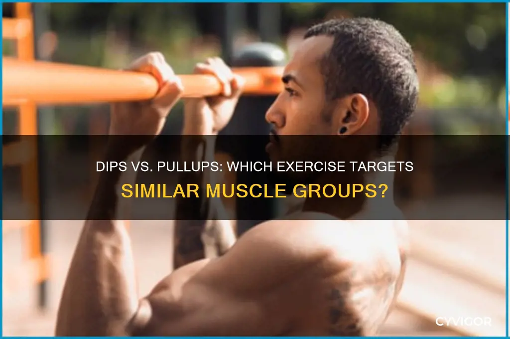 do dips and pullups work the same muscles