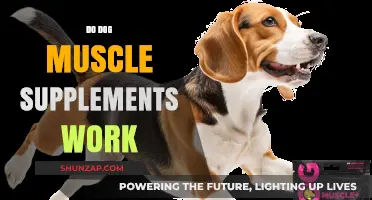 Do Dog Muscle Supplements Work? Uncovering the Truth for Canine Fitness