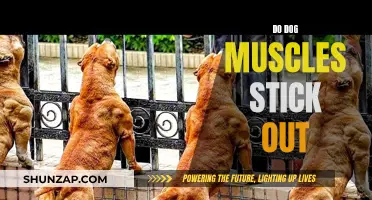 Why Do Muscles Stick Out on Some Dogs?