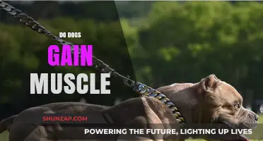 Can Dogs Build Muscle? Understanding Canine Fitness and Strength Training