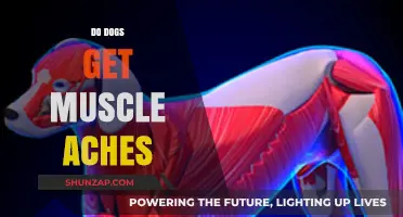 Canine Comfort: Understanding and Alleviating Muscle Aches in Dogs