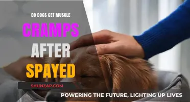 Post-Spaying Muscle Cramps in Dogs: What You Need to Know