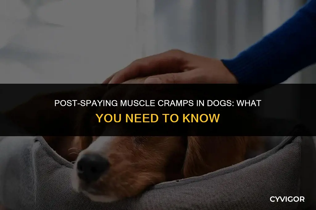 do dogs get muscle cramps after spayed