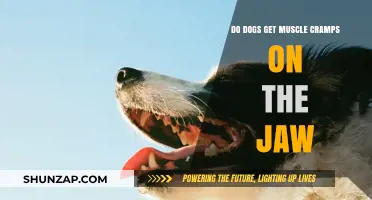 Jaw Cramps in Dogs: Causes, Symptoms, and Treatments Explained