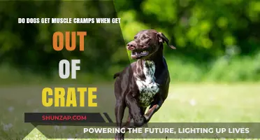 Cramped Canines: Do Dogs Get Muscle Cramps When Getting Out of Crates?