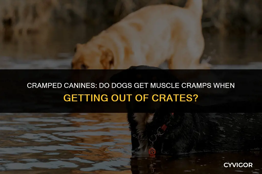 do dogs get muscle cramps when get out of crate