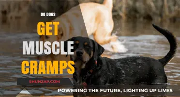 Canine Muscle Cramps: Causes, Symptoms, and Treatments