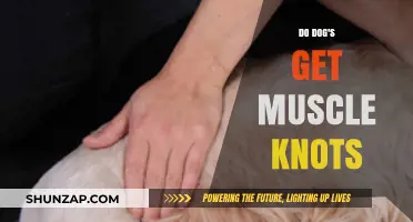 Unraveling the Mystery: Do Dogs Really Get Muscle Knots?