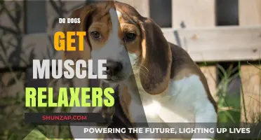 Can Dogs Take Muscle Relaxers? Safety and Vet Advice Explained