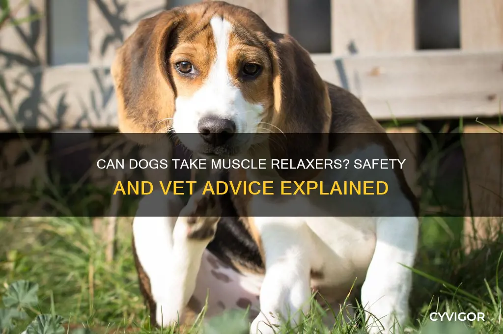 do dogs get muscle relaxers