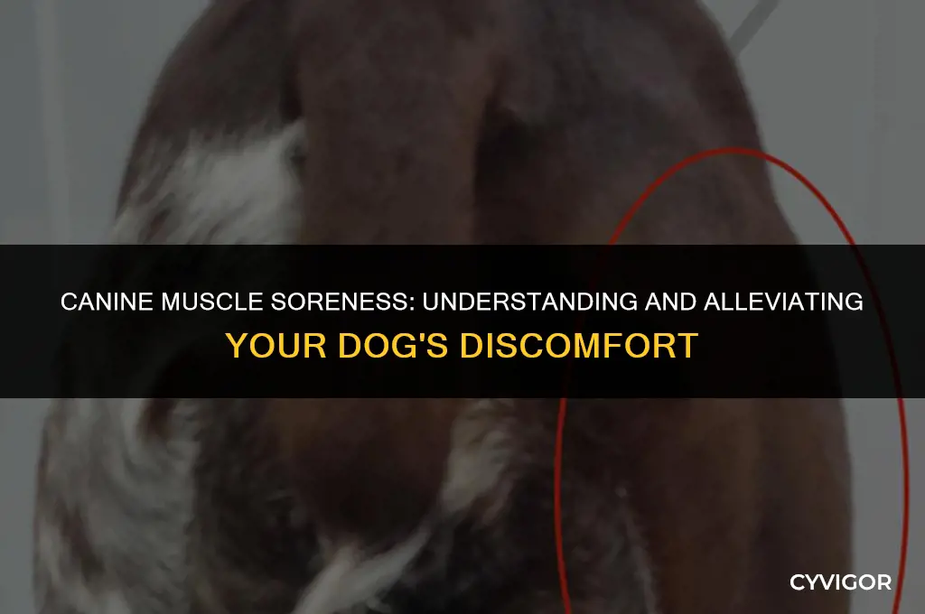 do dogs get muscle sorness