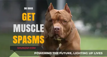 Canine Muscle Spasms: Causes, Symptoms, and Treatments Explained