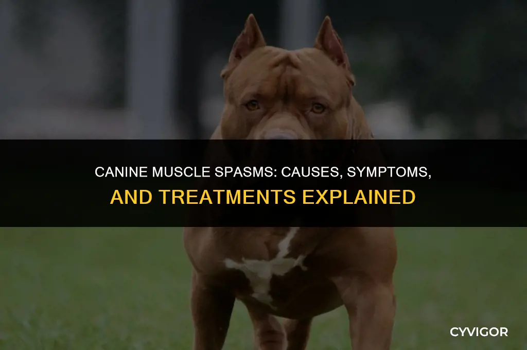 do dogs get muscle spasms