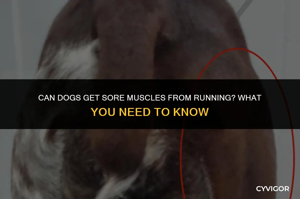 do dogs get sore muscles from running