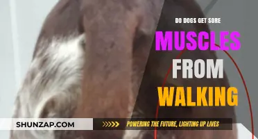 Can Canines Experience Muscle Soreness After a Walk?