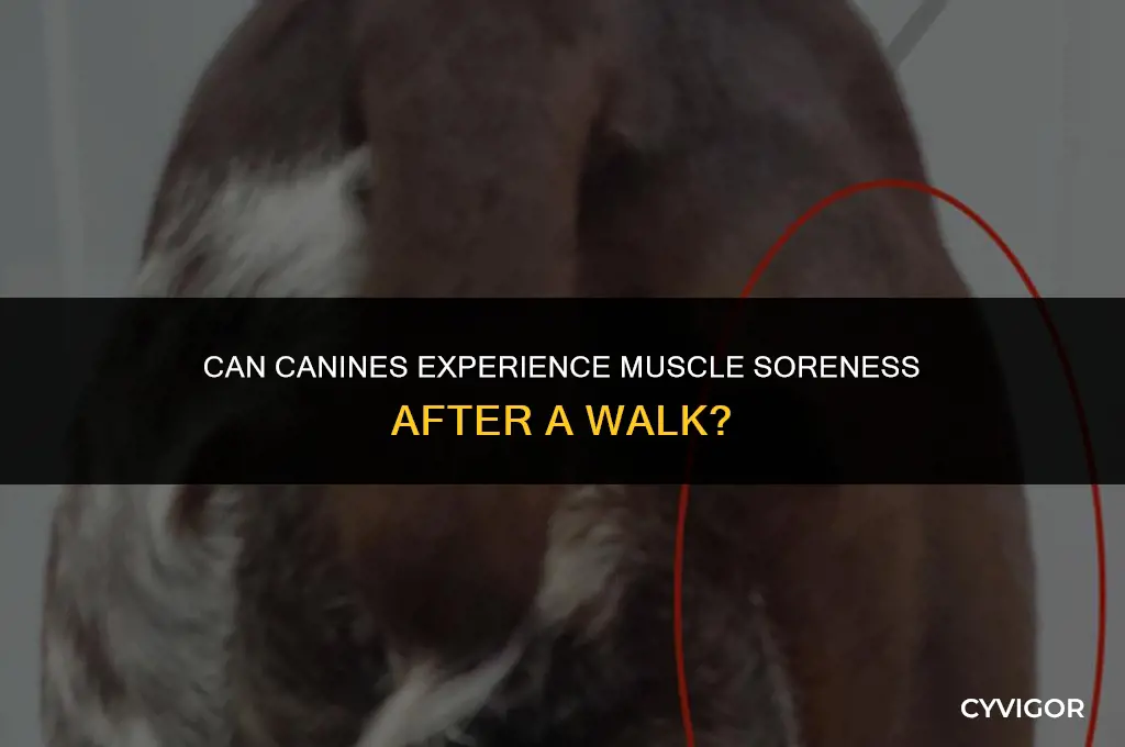 do dogs get sore muscles from walking