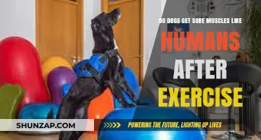 Canine Muscle Recovery: Do Dogs Experience Sore Muscles Post-Exercise?