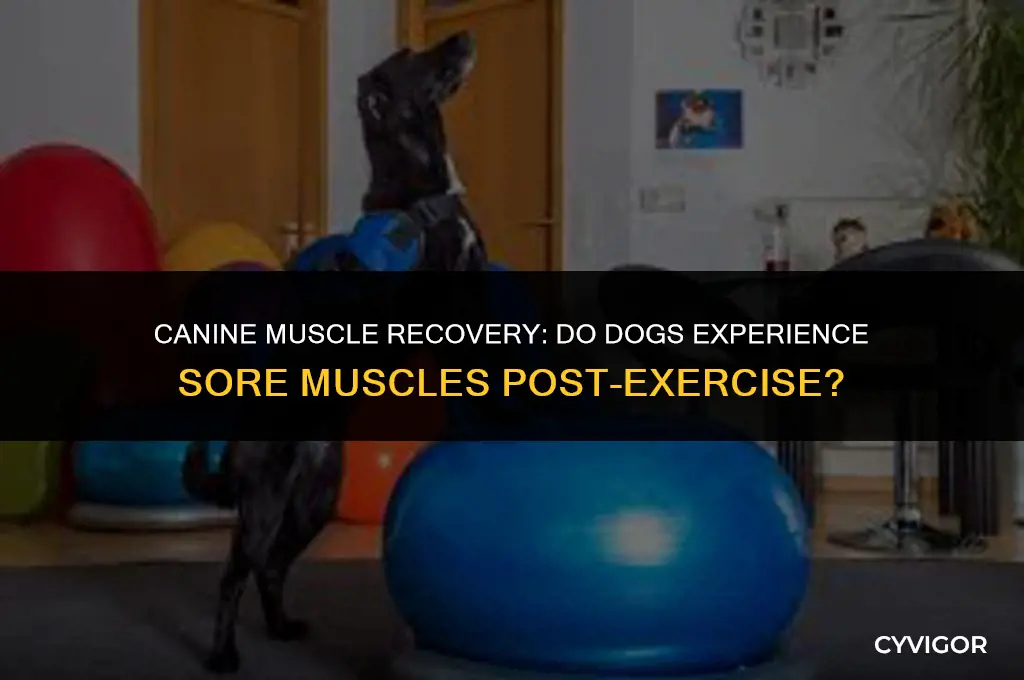 do dogs get sore muscles like humans after exercise