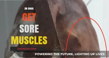 Can Canines Experience Muscle Soreness? Understanding Dog Fitness