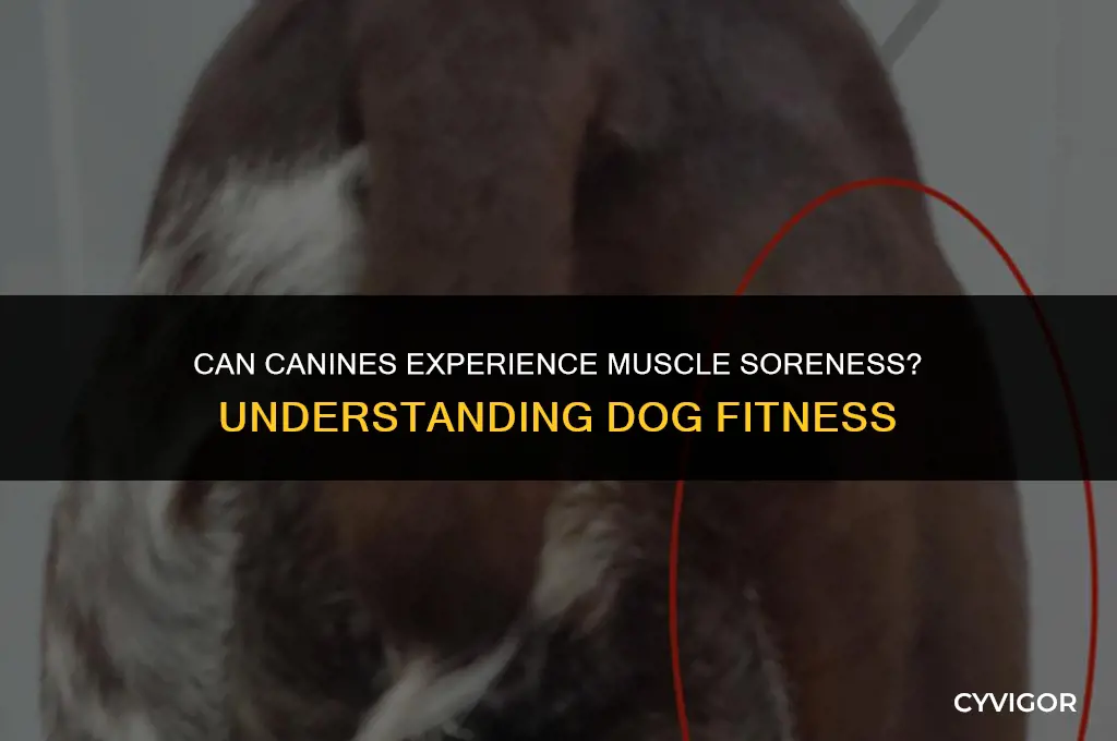 do dogs get sore muscles
